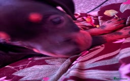 Mixed Breed dogs for sale: Miniature dachshund X French bulldog  - Image 5