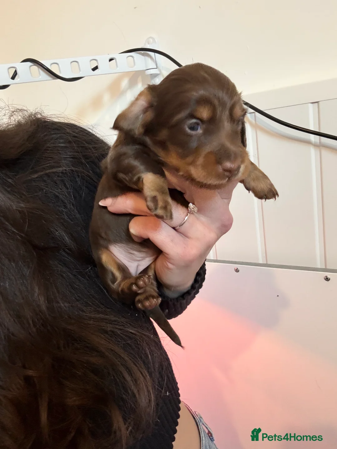 Dachshund dogs for sale: LONGHAIRED MINIATURE DACHSHUND KC REG PRA CLEAR - Advert 10
