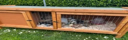 Chickens poultry for sale: Pekin chickens - chicks/growers/pullets - Advert 8