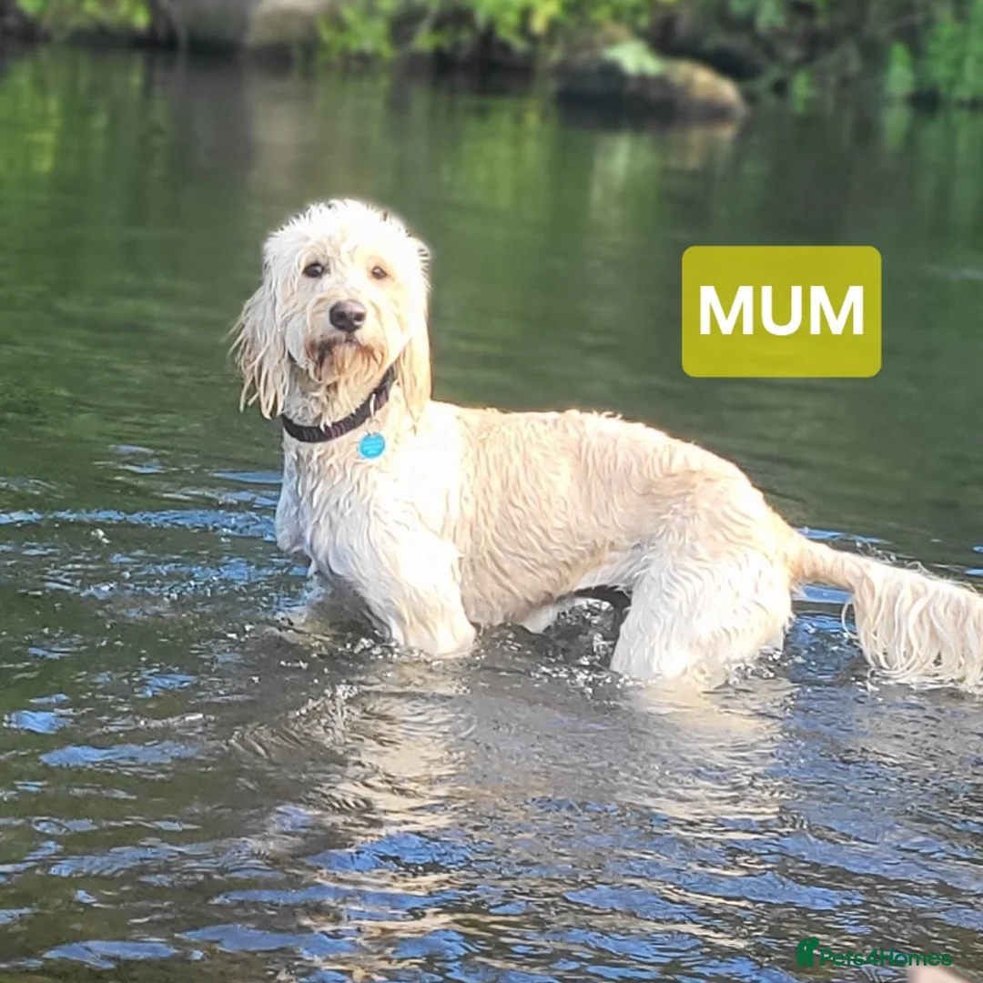 Goldendoodle dogs for stud: Beautiful large goldendoodle for stud - Advert 9