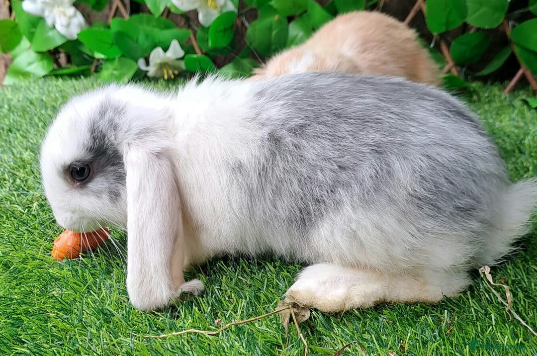 French Lop rabbits for sale: PURE Giant French Lops - Vaccinated - RESERVE - Image 9