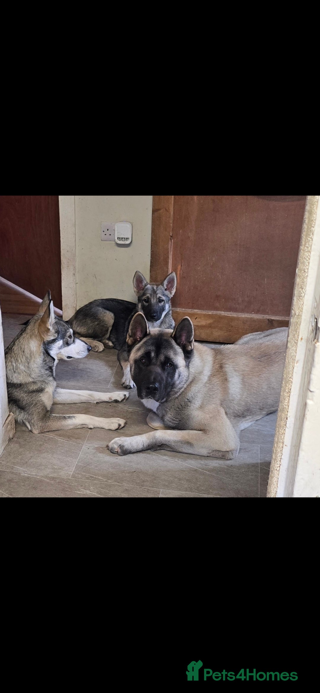 Akita dogs for stud: American akita proven stud  - Image 15