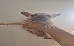 French Bulldog dogs for sale: Lovley frenchie puppies  - Image 15
