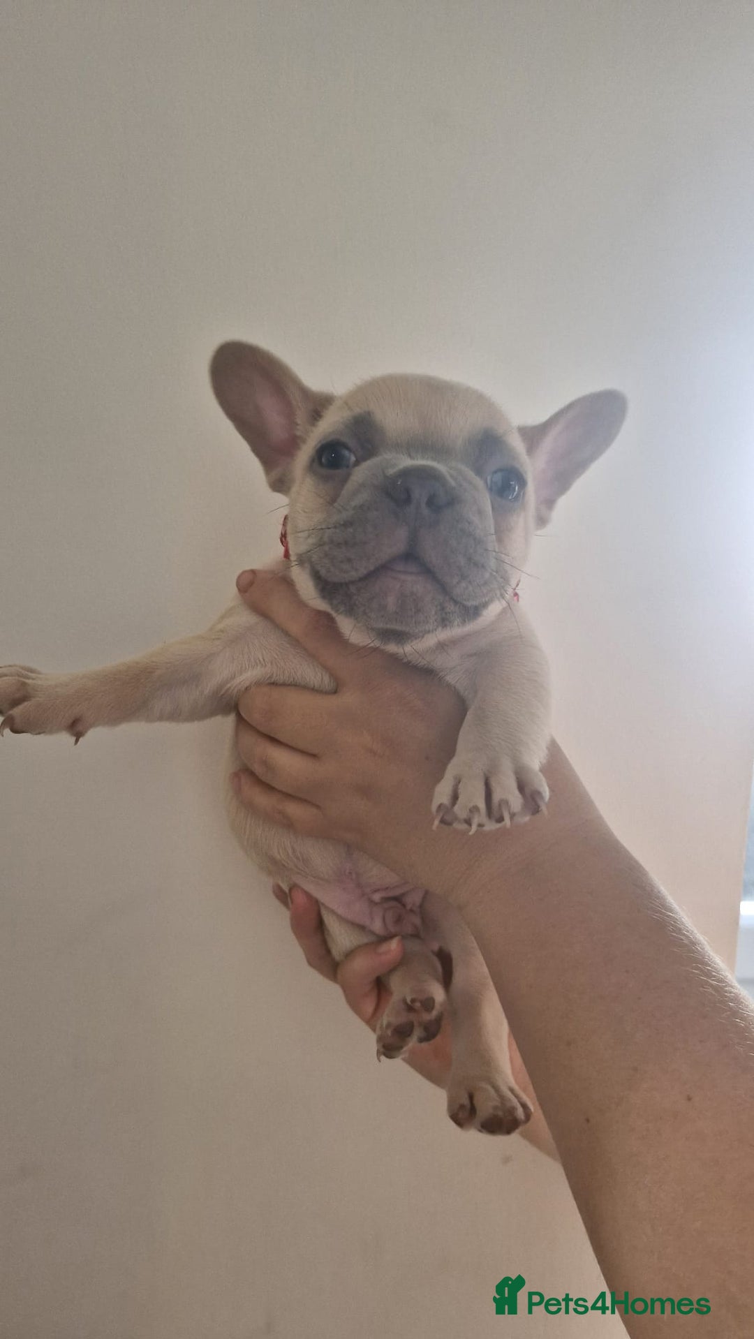 French Bulldog dogs for sale: Lovley frenchie puppies  - Image 15