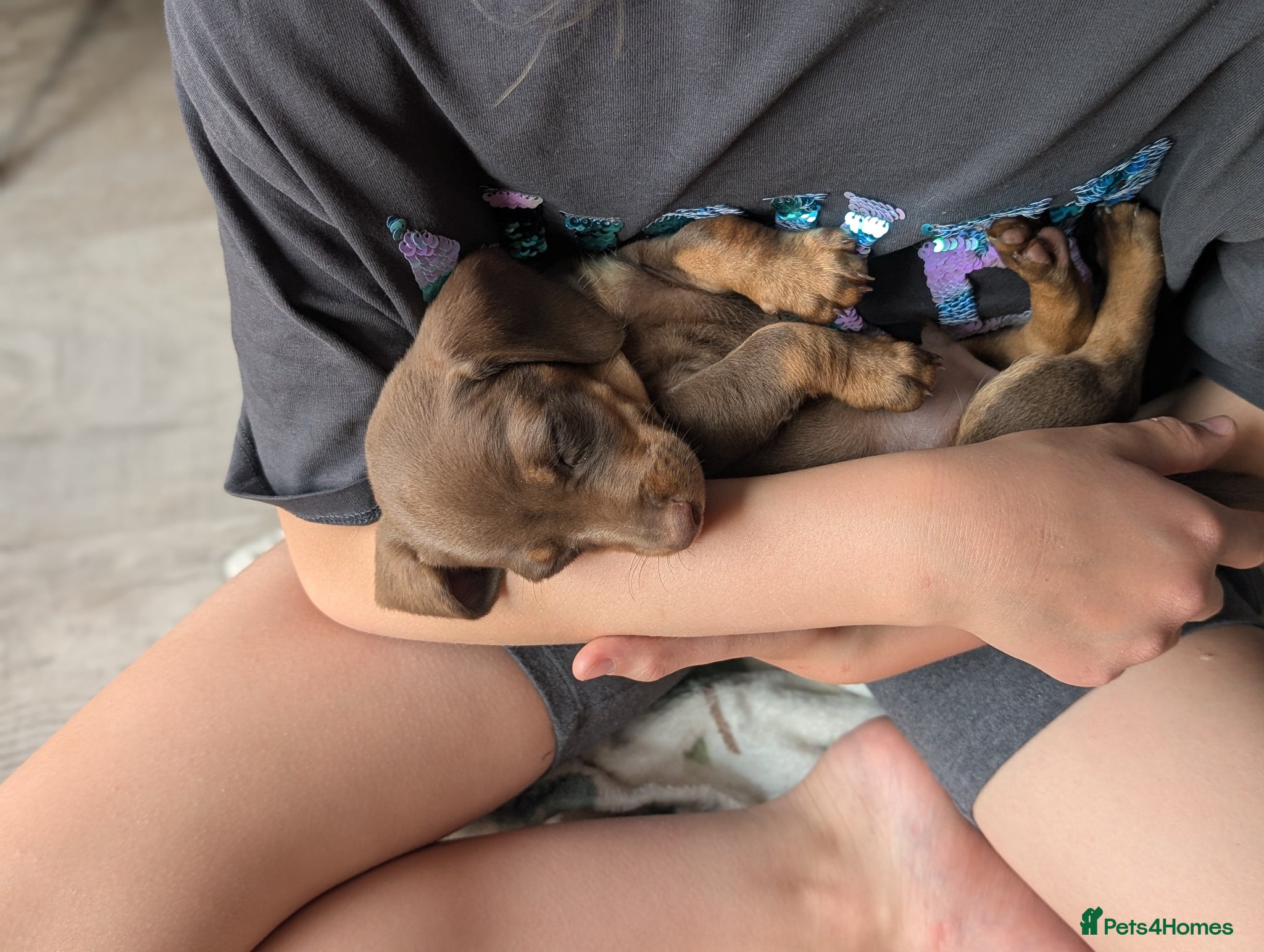 Miniature Dachshund dogs for sale: Longhaired and smooth miniature dachshunds  - Advert 1