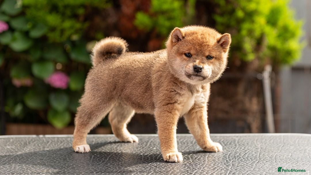 Japanese Shiba Inu dogs Quality Japanese shiba inu  - Advert 3