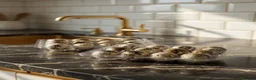 Quail poultry for sale: 12 Fresh Coturnix Quail hatching eggs  - Advert 2