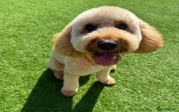 Cockapoo dogs for sale: 1 year old cockapoo - Image 1