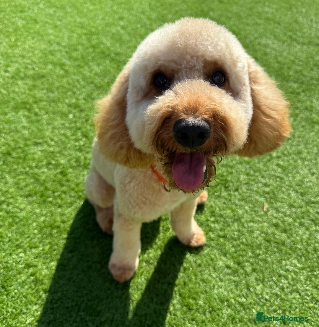 Cockapoo dogs for sale: 1 year old cockapoo - Image 1