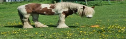 Irish Cob horses for sale: Foxy ride and drive cobs  in Norwich - Advert 8