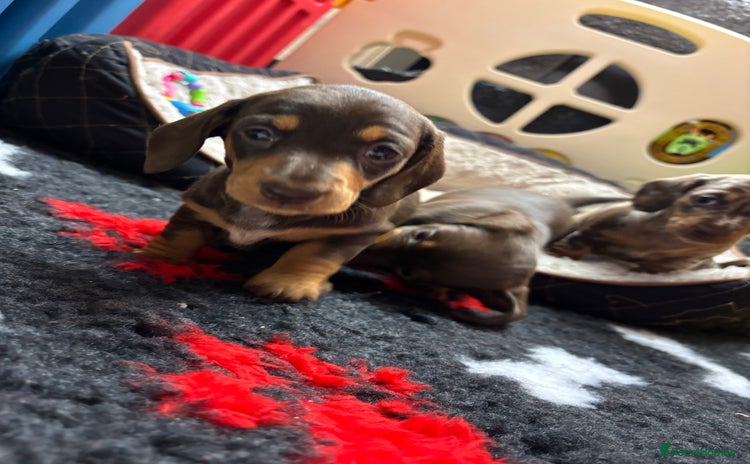 Miniature Dachshund dogs - Advert 3
