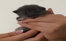 Mixed Breed cats for sale: Ragdoll X kitten for sale  - Image 4
