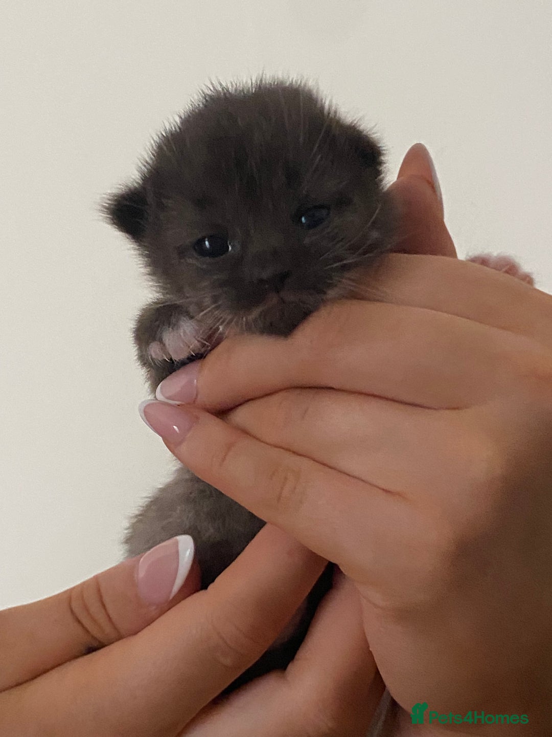 Mixed Breed cats for sale: Ragdoll X kitten for sale  - Image 4