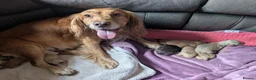 Cocker Spaniel dogs for sale: Working Cocker spaniels  - Advert 8