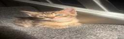 Bengal cats for sale: 🐾Stunning Bengal Kittens ready for Loving Homes🐾 - Advert 9