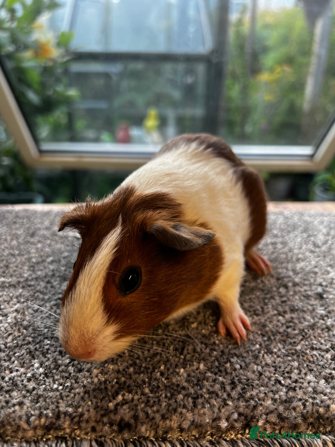 Guinea Pig rodents for sale: Dutch Sows/girls - Image 19