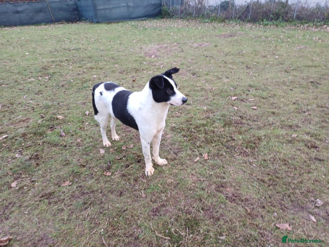 Mixed Breed dogs for adoption: 🐾 Meet MARLEY 🐾 - a Lovely Boy for a Loving Home - Advert 18