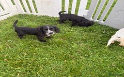 Cocker Spaniel dogs for sale: Cocker spaniel puppies  - Image 14