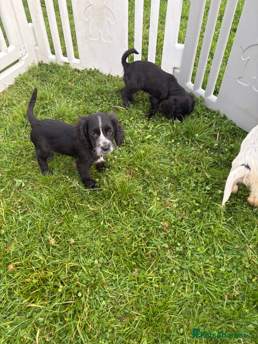 Cocker Spaniel dogs for sale: Cocker spaniel puppies  - Image 14