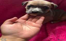 Mixed Breed dogs for sale: Beautiful chunky bully cross staffy pups tri /fawn - Image 29