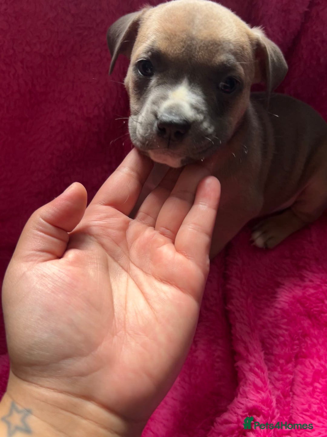 Mixed Breed dogs for sale: Beautiful chunky bully cross staffy pups tri /fawn - Image 29