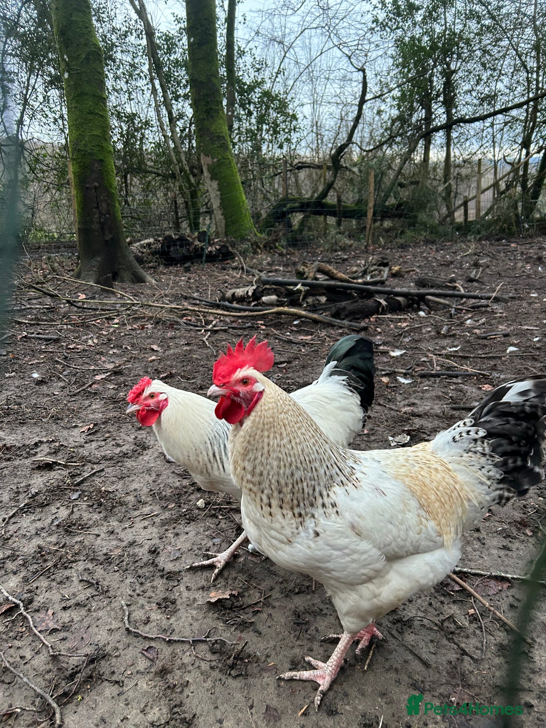 Chickens poultry for sale: Two handsome cockerels looking for a good home - Advert 1
