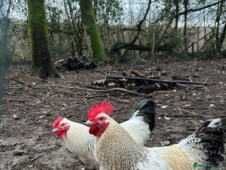Chickens poultry Two handsome cockerels looking for a good home - Advert 2