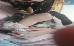Mixed Breed cats for sale: 2 male black and white and 2 tortoiseshell females - Image 10
