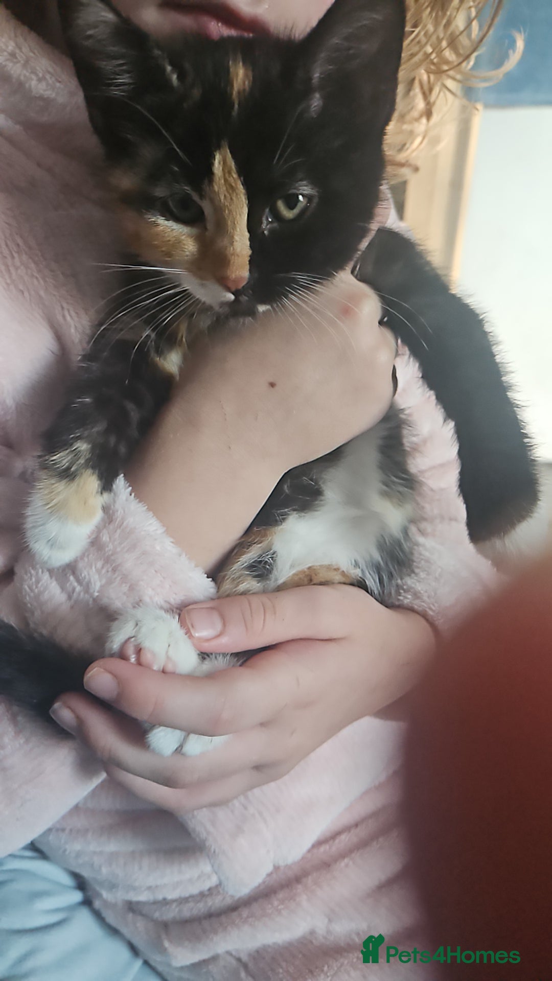 Mixed Breed cats for sale: 2 male black and white and 2 tortoiseshell females - Image 10