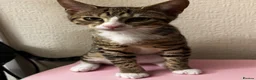 Mixed Breed cats for sale: Bengal x Tabby mixbreed. - Advert 8