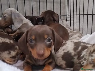 Miniature Dachshund dogs KC, PRA, only = 1 = boy reserved 😍 - Advert 1