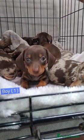 Miniature Dachshund dogs KC, PRA, only = 1 = boy reserved 😍 - Advert 12