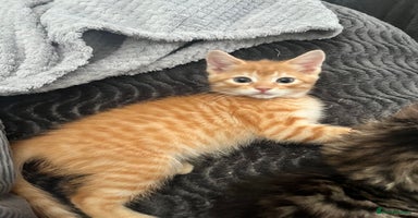Mixed Breed cats - Advert 7