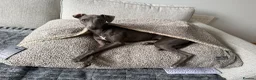 Italian Greyhound dogs for sale: Beautiful, affectionate Italian Greyhound in Wetherby - Advert 6