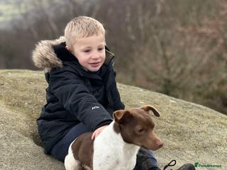 Jack Russell dogs Miniature jack Russell in Leeds - Advert 2