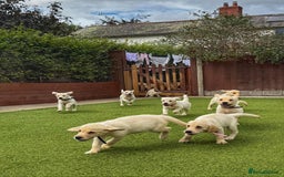 Goldador dogs for sale: Stunning litter of Goldador Puppies  - Image 4