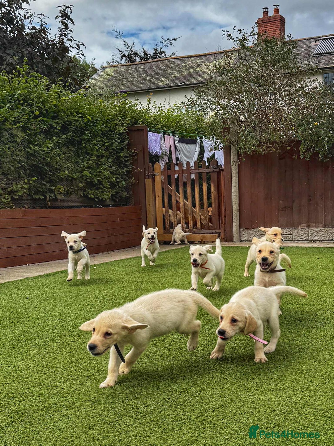 Goldador dogs for sale: Stunning litter of Goldador Puppies  - Image 4