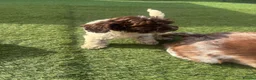 Cockapoo dogs for sale: 4 beautiful f1 cockapoos - Advert 11