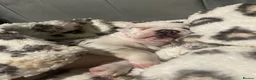 French Bulldog dogs for sale: French Bulldog Puppy in Dudley - Advert 5