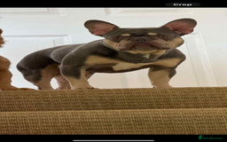 French Bulldog dogs for sale: French bull dog for rehome - Image 2