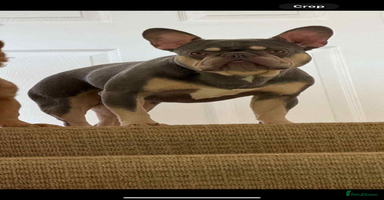 French Bulldog dogs - Advert 6