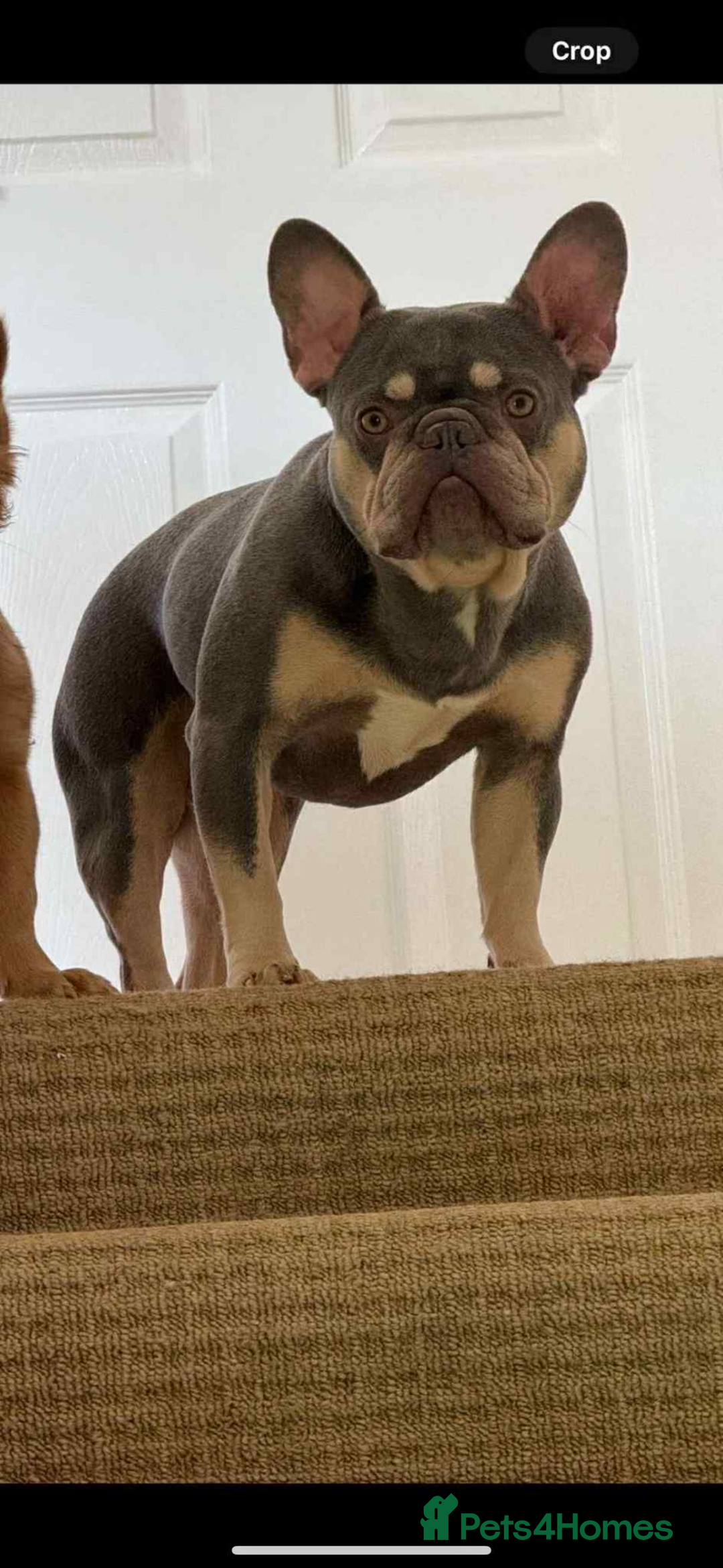 French Bulldog dogs for sale: French bull dog for rehome - Image 2
