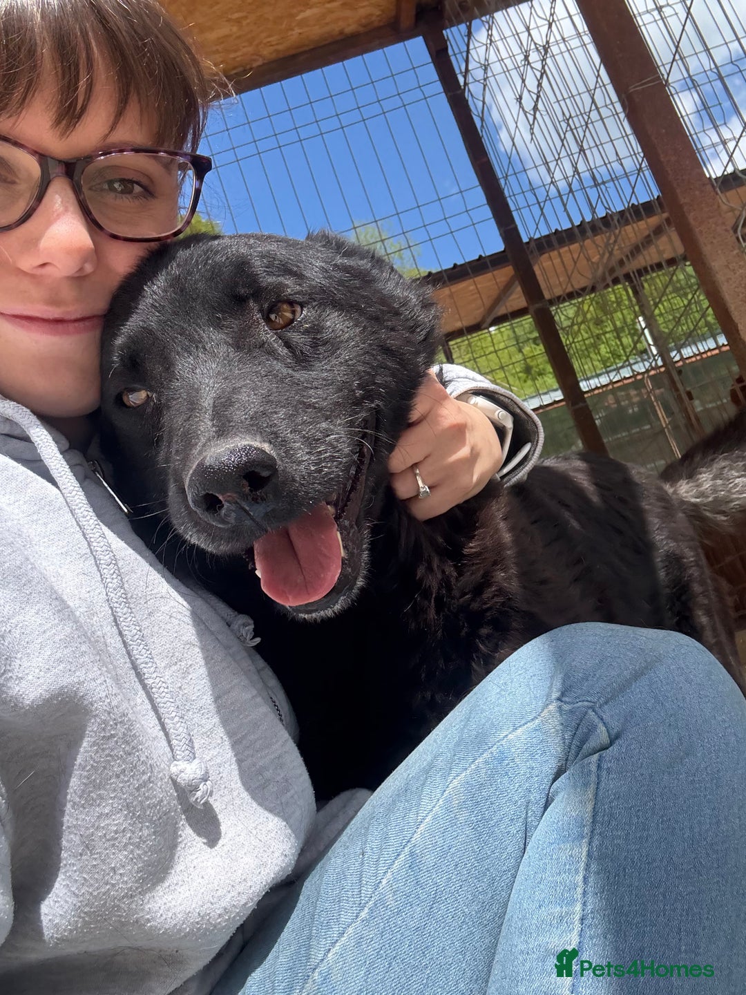 Mixed Breed dogs for adoption: Dragos 💙 - Advert 2