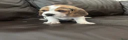 Beagle dogs for sale: Beautiful Beagles(ready now) - Advert 25
