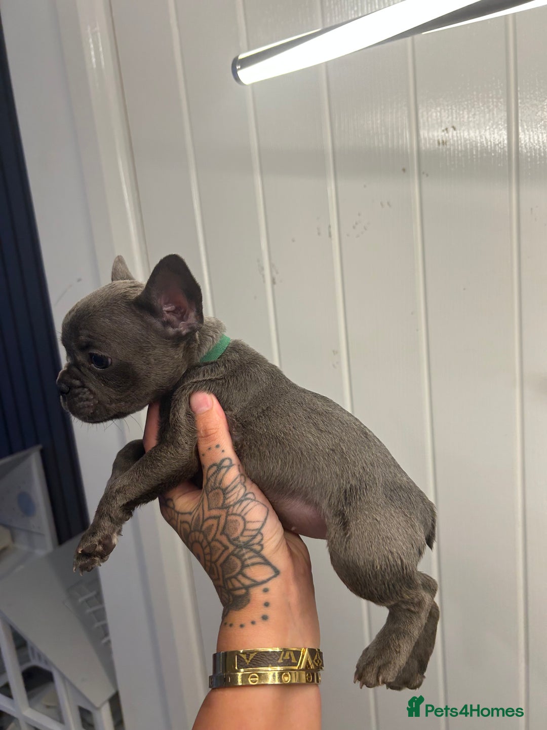 French Bulldog dogs for sale: Ready to go! Beautiful French bulldogs  - Image 18