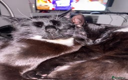 Domestic Shorthair cats for sale: Bonded  male cats  - Image 8