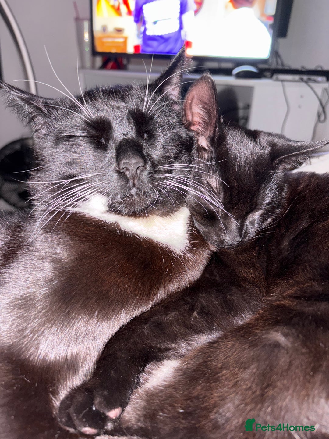 Domestic Shorthair cats for sale: Bonded  male cats  - Image 8