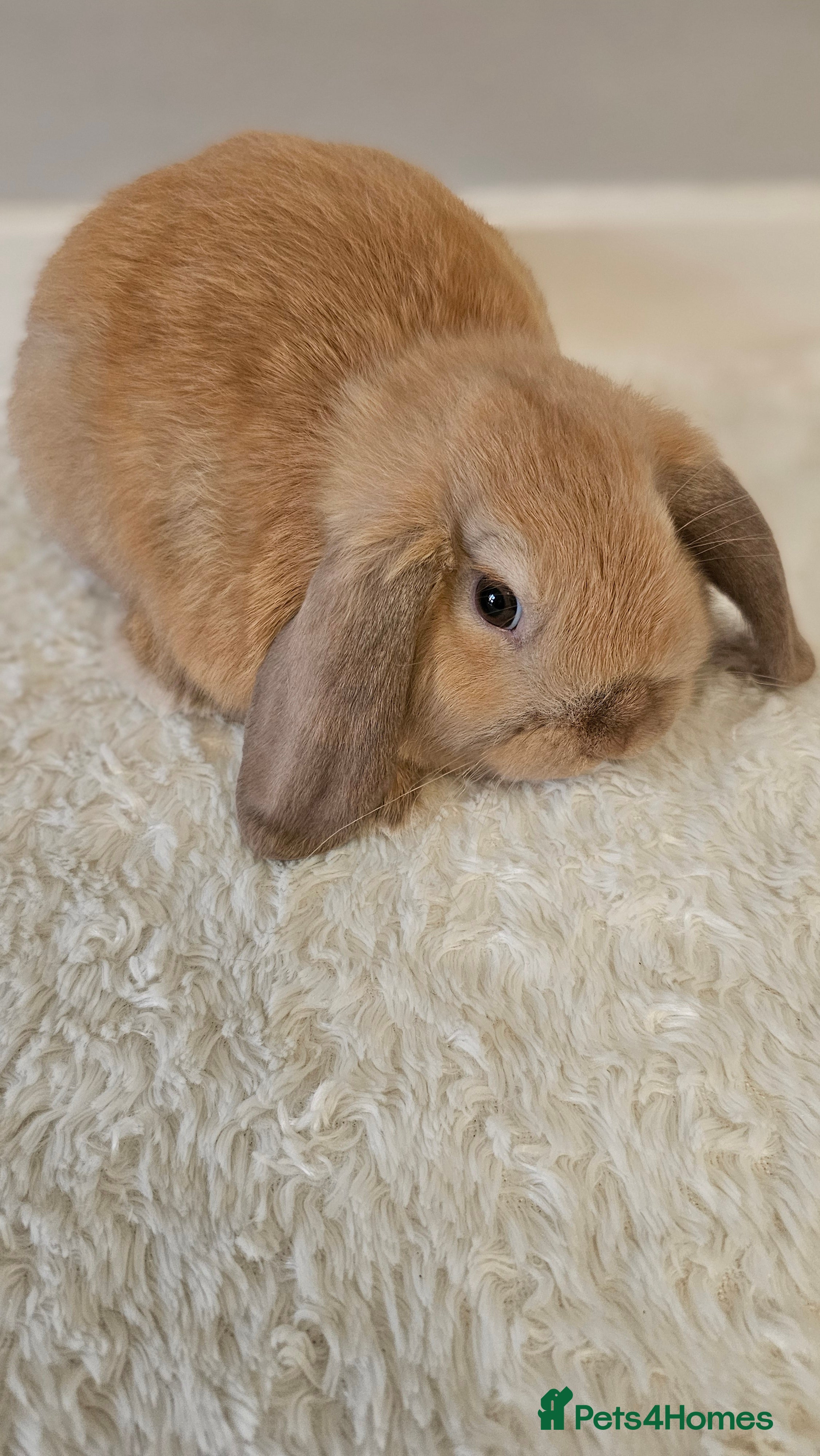 Mini Lop rabbits 2 available-Beautiful mini lop Boy bunnies 9 weeks in Huntingdon - Advert 3