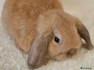 Mini Lop rabbits 2 available-Beautiful mini lop Boy bunnies 9 weeks in Huntingdon - Advert 3