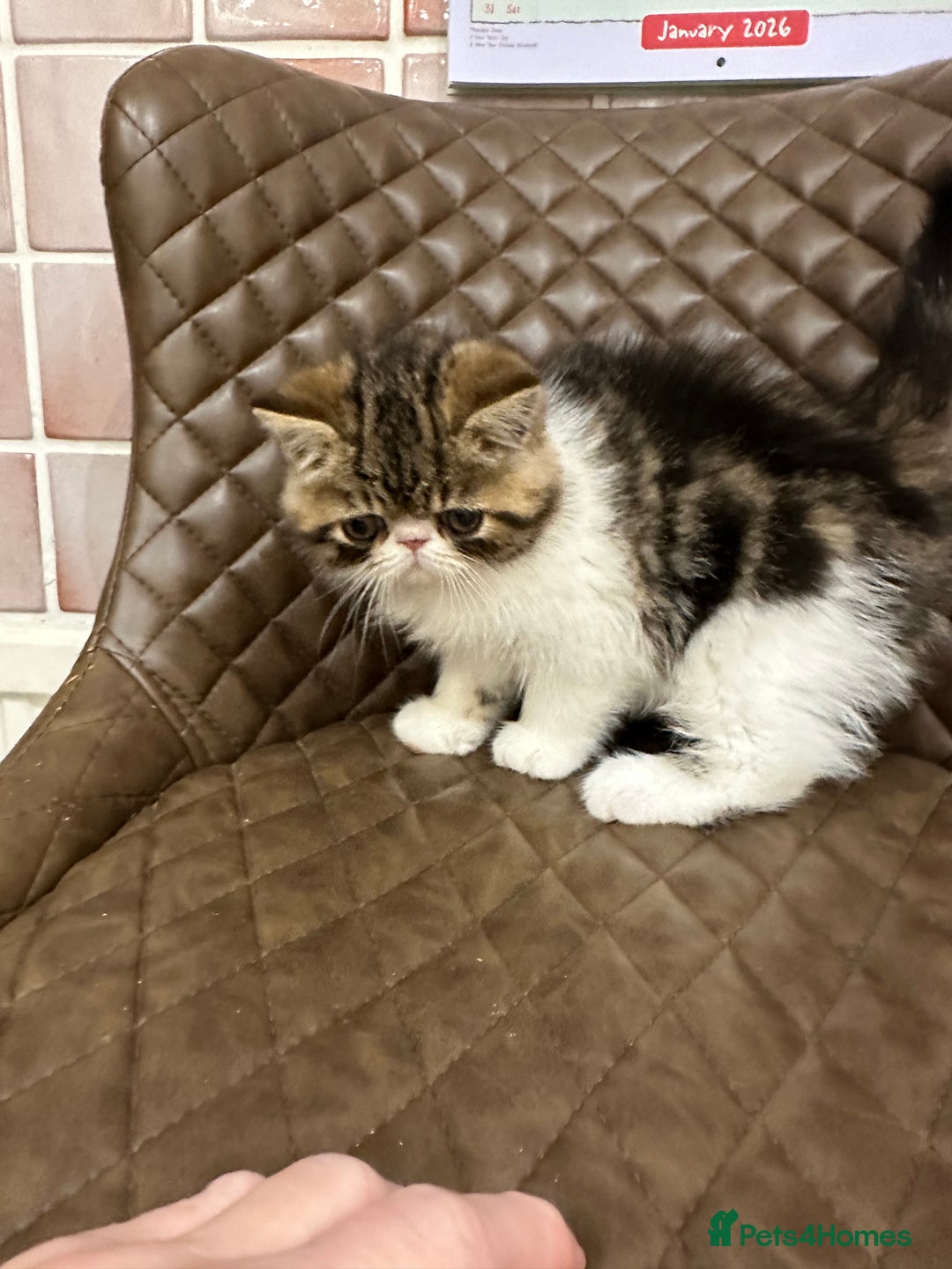 Exotic cats for sale: Brown Tabby/white exotic boy - Advert 11